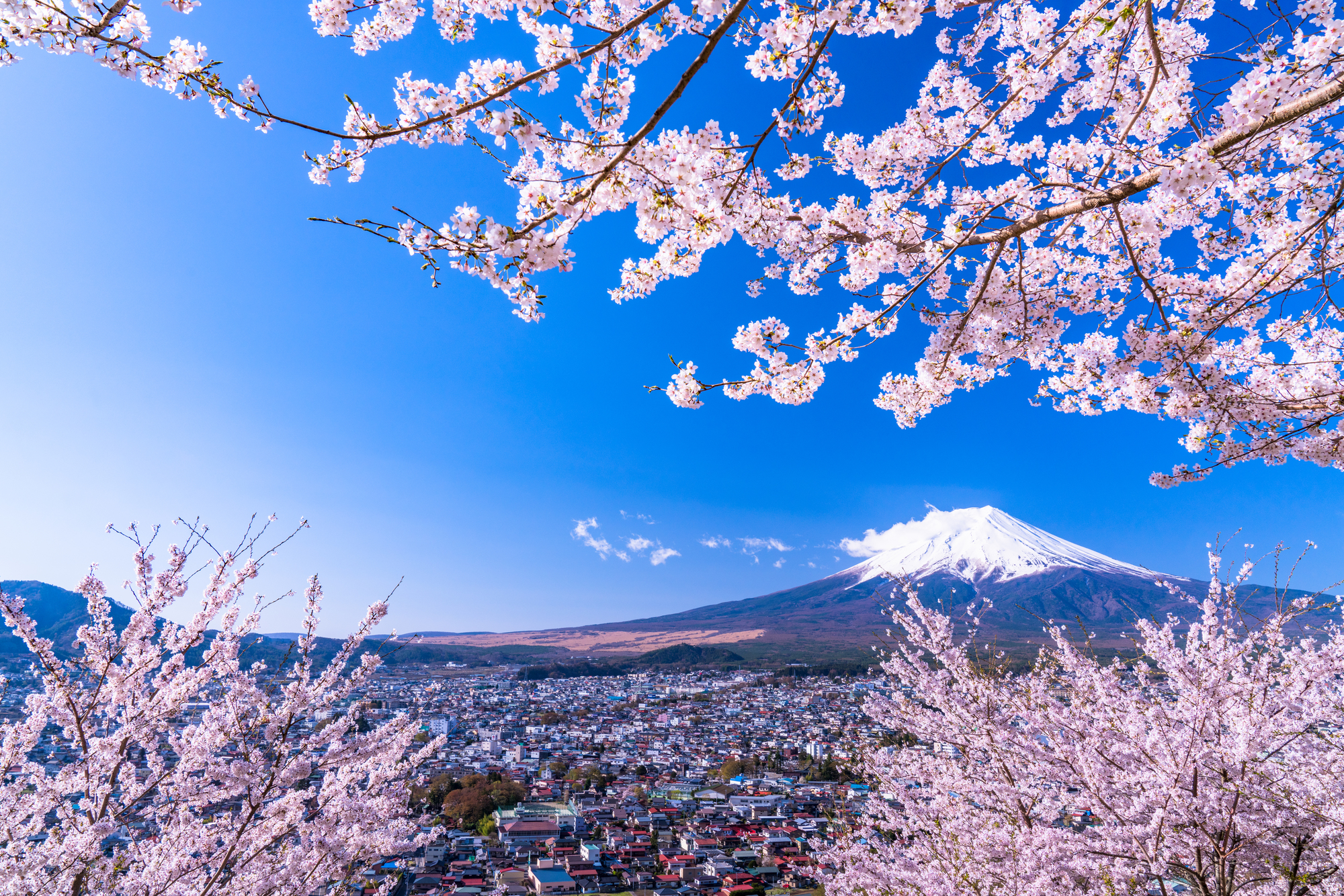 桜と富士山