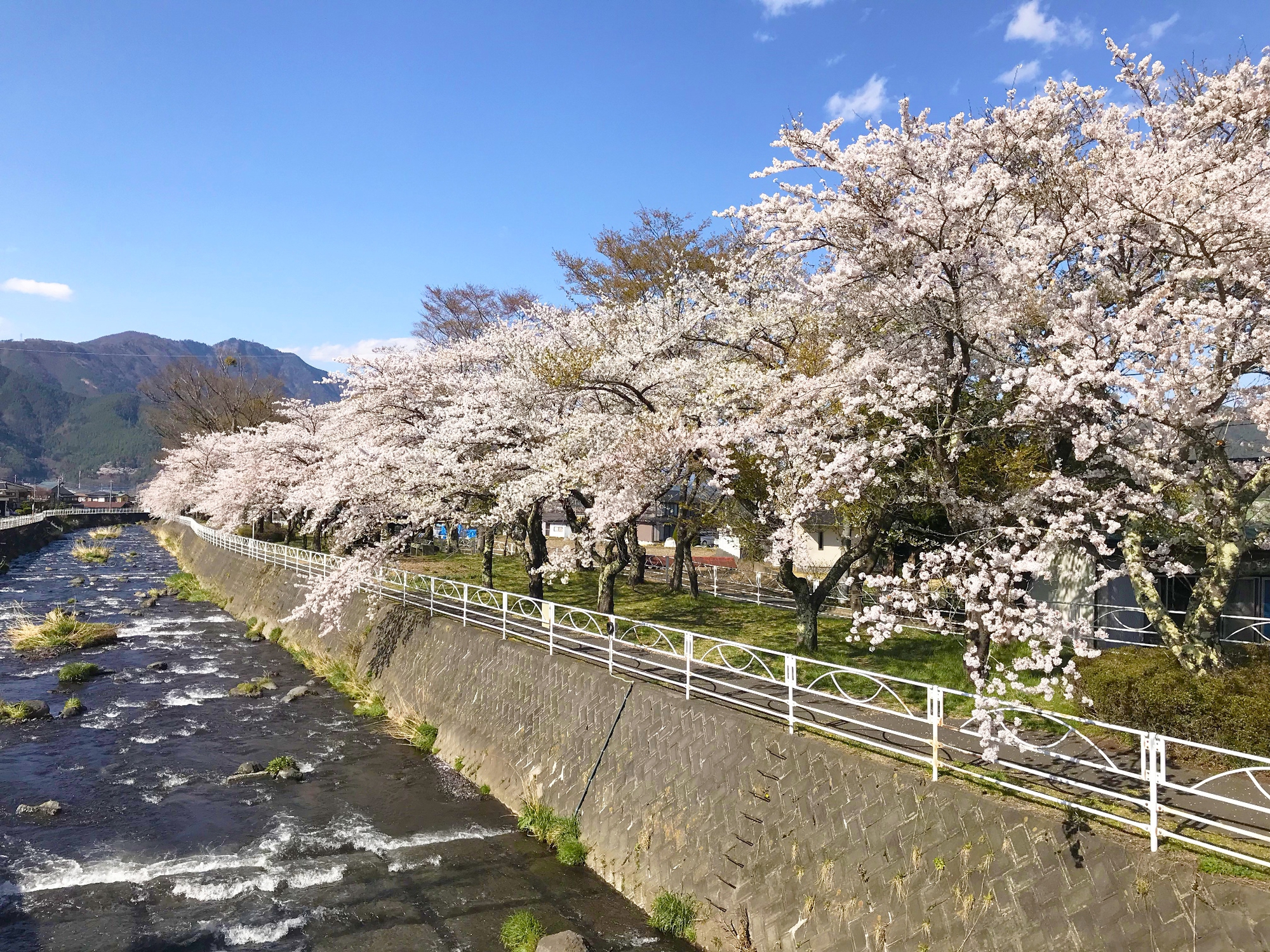 桜が咲き誇る公園はとても心地よい