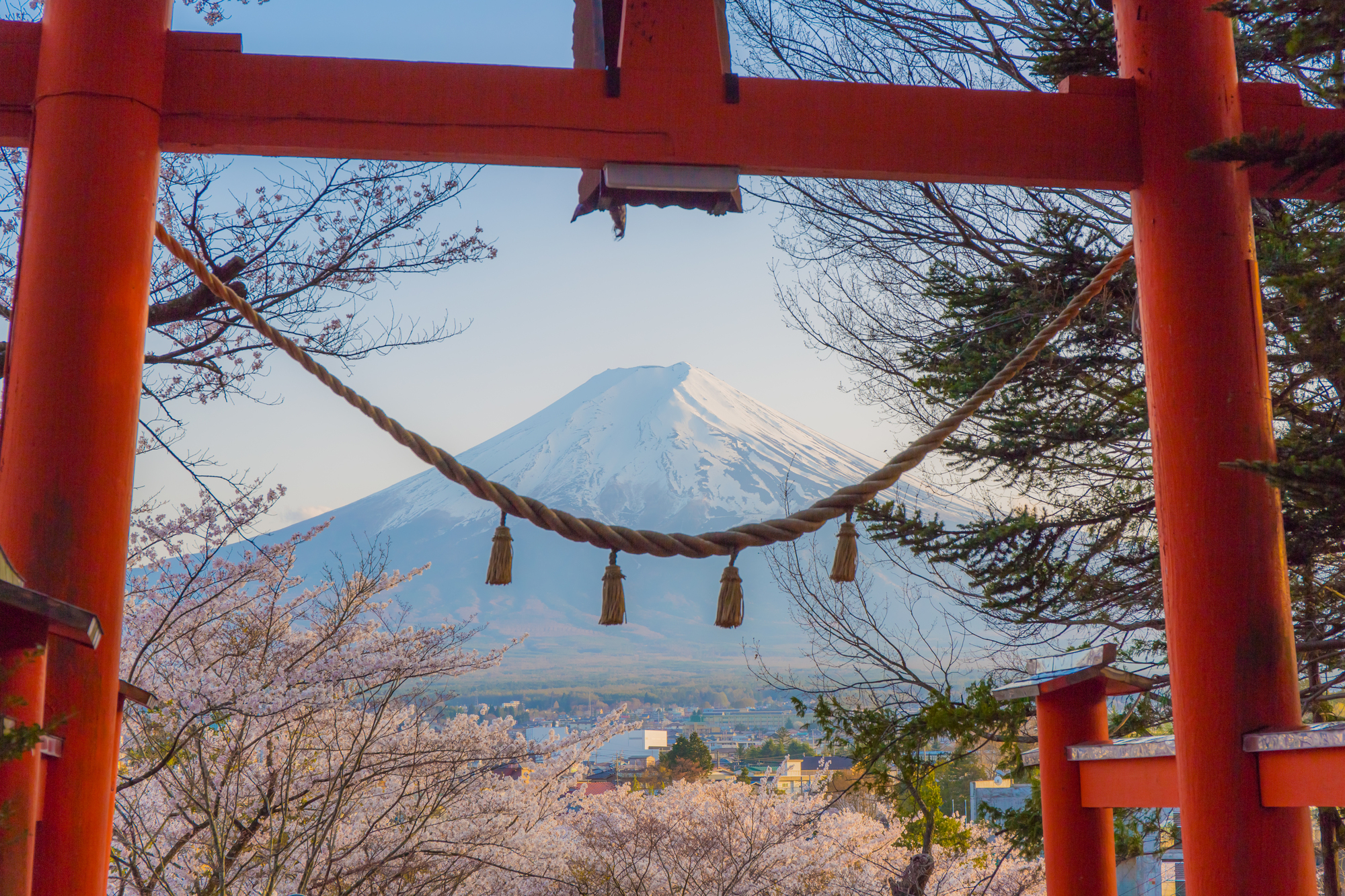 鳥居の中から桜と富士山を望むフォトジェニックなスポットも